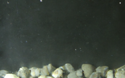 12-Pack Large Air Stone Review