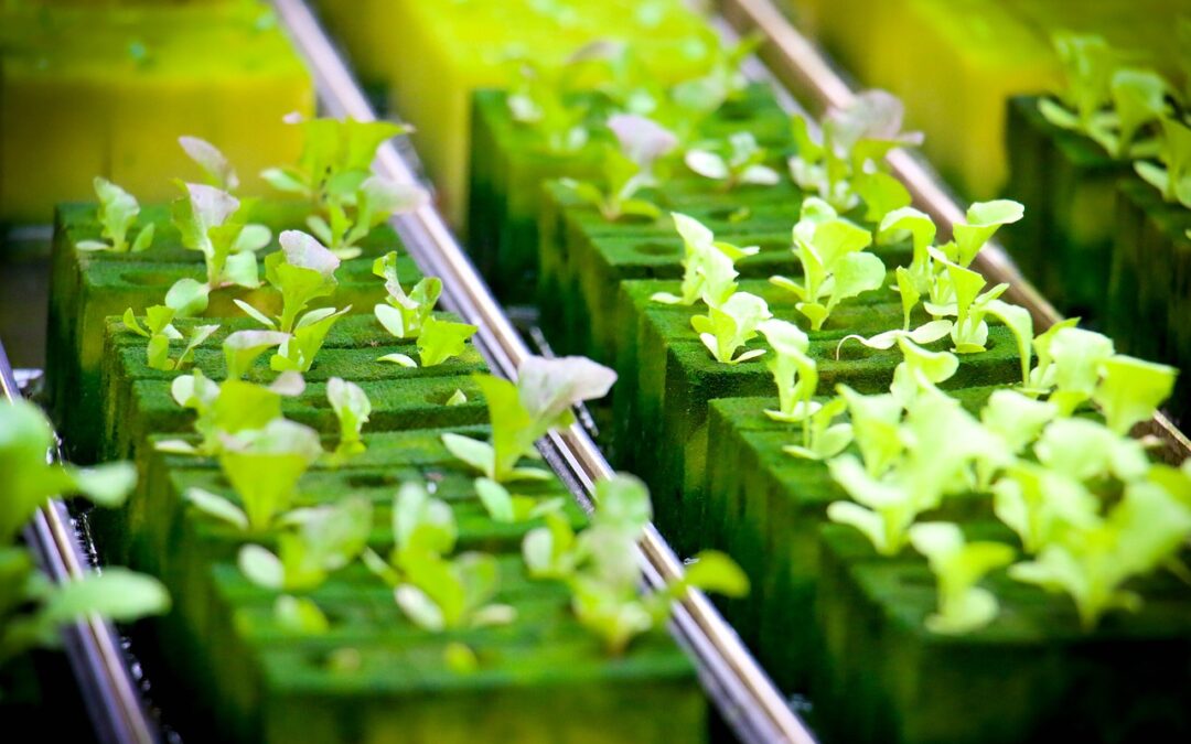 Does Hydroponically Grown Food Taste Any Different?