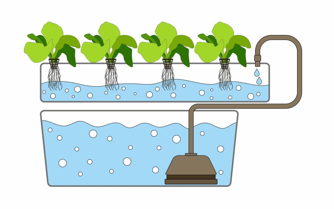 Ebb and Flow Hydroponic System