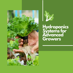 Hydroponics Systems for Advanced Growers