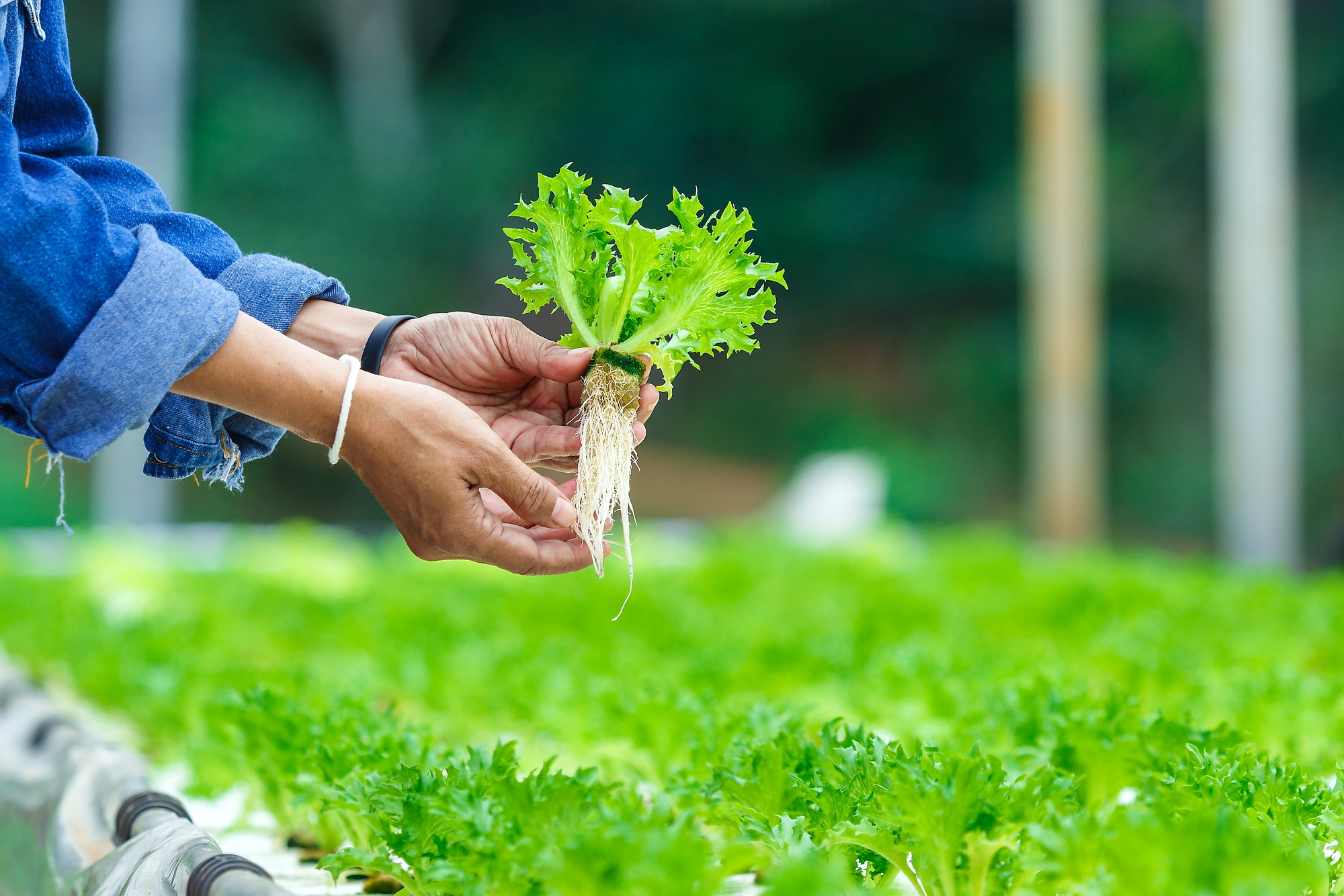 hydroponics 101