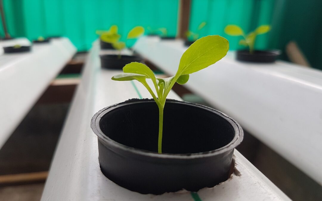 What do I Need to Know Before Starting Hydroponics?