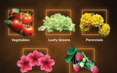 Black Magic All Purpose Fertilizer Review