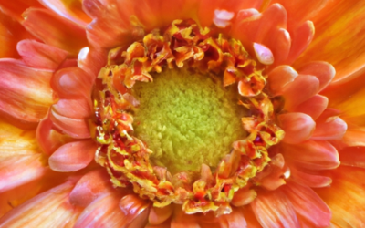 Enhance Yields & Grow Stronger Plant Review