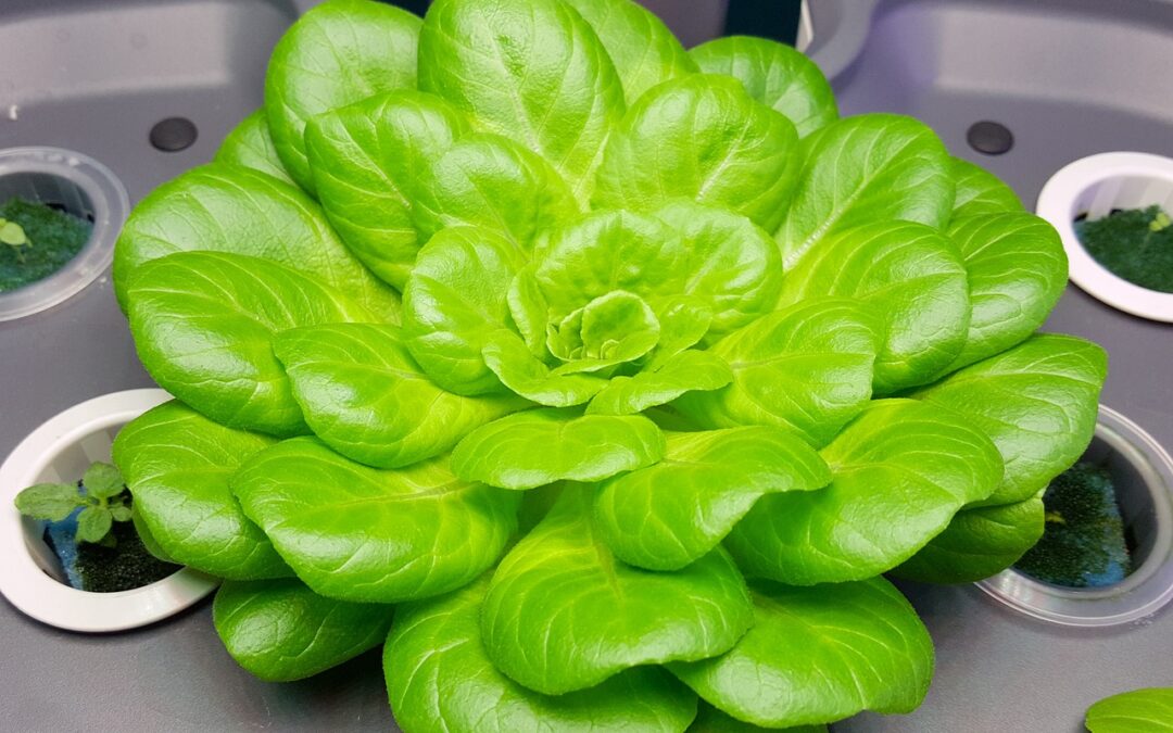 How Often Do I Need to Add Nutrients to Hydroponics?