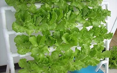 HYDDNice Hydroponic Grow Kit Review