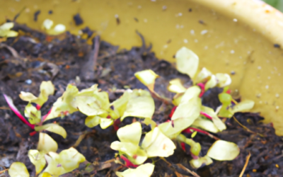 Neem Bliss + Seaweed Bliss Review