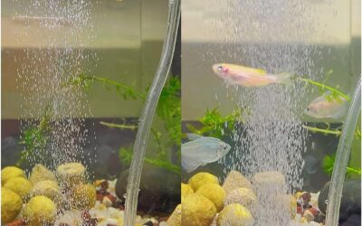 FRIRODSAY Aquarium Air Stone Bubble Stone Fish Tank Bubbler Oxygen Stone Review