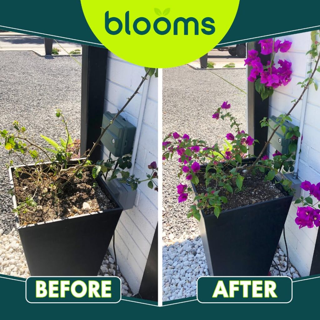 Blooms Super Sprout | All-Purpose Liquid Plant Food for Home Gardening | Ready-to-Use 10-3-3 Foliar Spray Kelp for Indoor and Outdoor Plants | Micronutrients for Sustainable and Vibrant Plant Growth