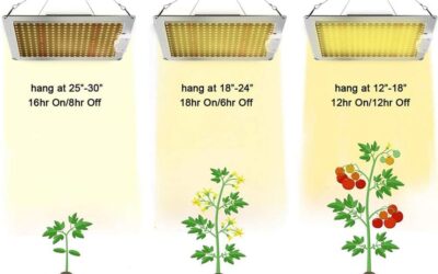 CASTNOO LED Grow Lights Review