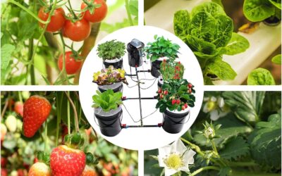 DNYSYSJ DWC Hydroponics Growing System Review