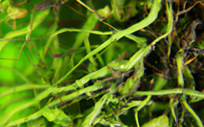 Mycorrhizal Fungi Root Enhancer Review