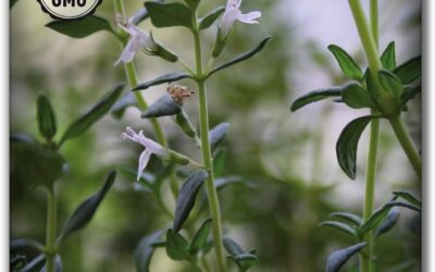 Sow Right Seeds Hydroponic Herb Seeds Review