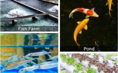 AquaMiracle Commercial Air Pump Review