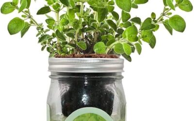 Environet Hydroponic Herb Growing Kit Review