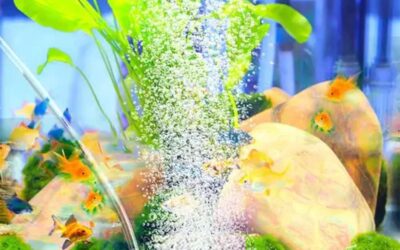 KAKKOII Aquarium Air Stone Review