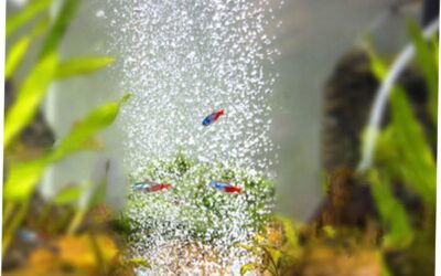 Mipcase 15 Gallon Aquarium Fish Tank Review