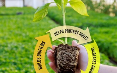 Premium Photosynthesis Plus Liquid Nutrients Review