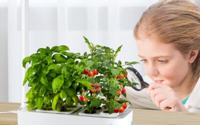 ShungRu Hydroponics Growing System Review