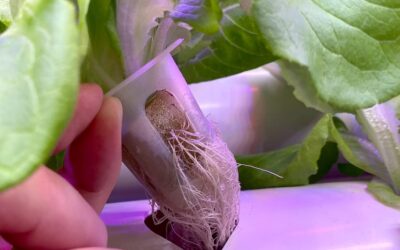 WEPLANT Hydroponic NFT 36 Holes Garden Plant Kit Review