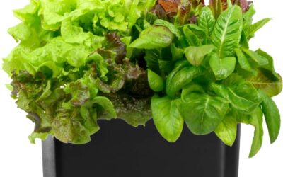 AeroGarden Harvest – With Heirloom Salad Greens Pod Kit (6-Pod) Review