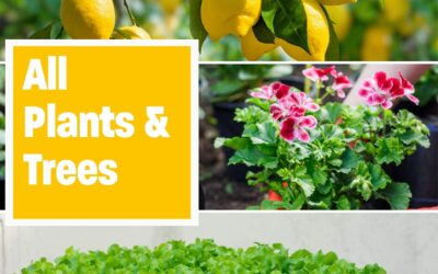 Best Plant Food Review