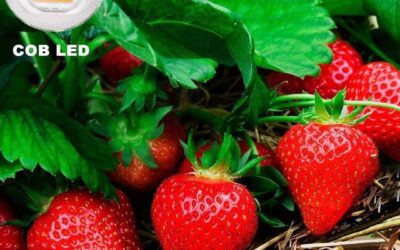 Bozily Waterproof Plant Light Review