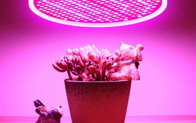 ERYUE LED Bulb Review