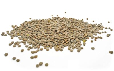 Lentil Seed Green Lentil Seeds Review