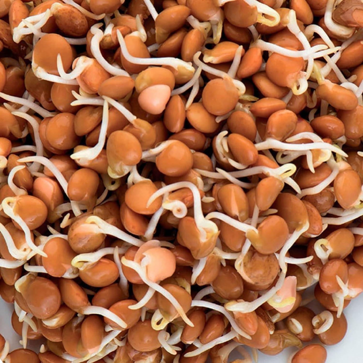 Lentil Seed Red Lentil Seeds, Microgreen, Sprouting, 2 Pounds, Seed, Non GMO - Country Creek LLC Brand - High Sprout Germination- Edible Seeds, Gardening, Hydroponics, Growing Salad Sprouts