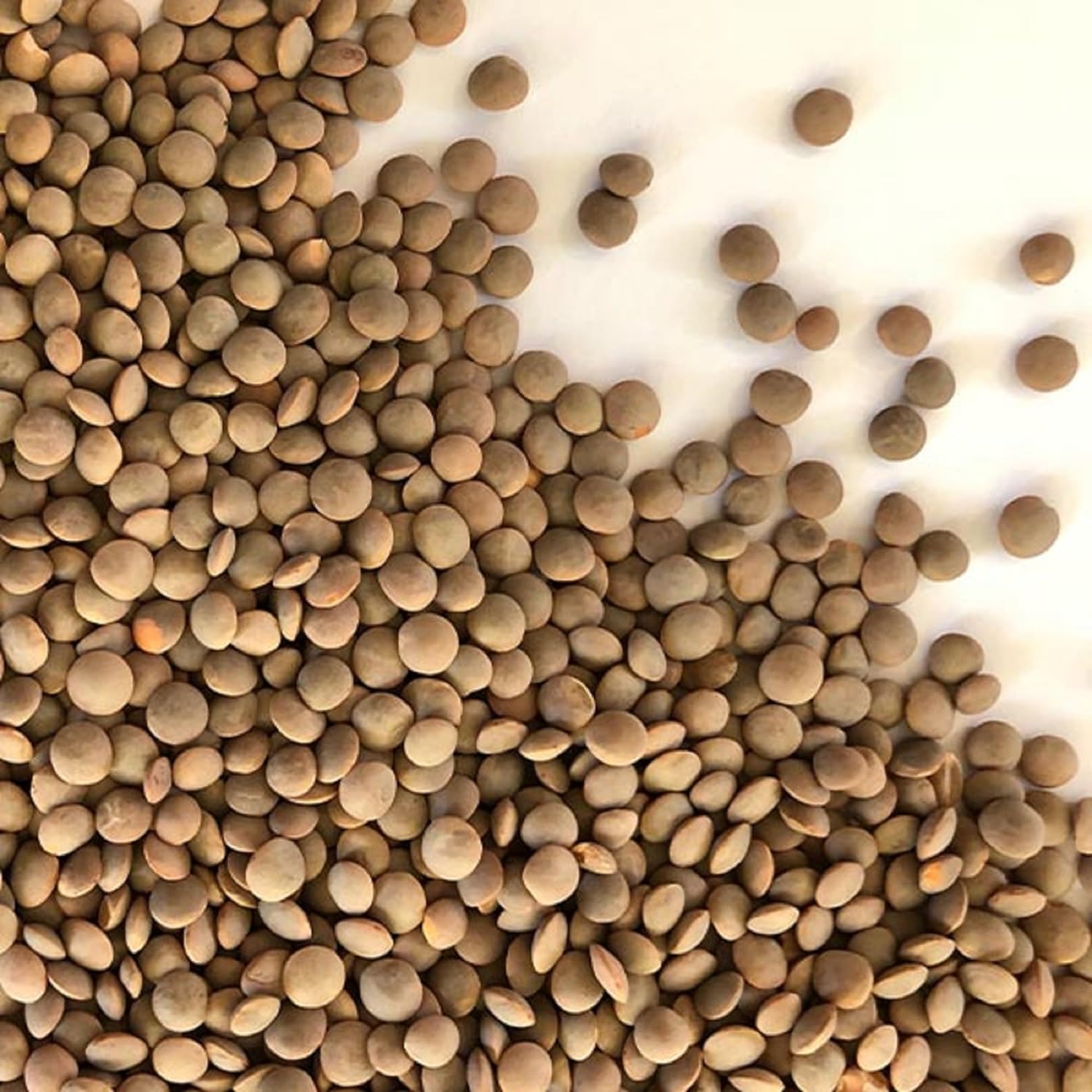 Lentil Seed Red Lentil Seeds, Microgreen, Sprouting, 2 Pounds, Seed, Non GMO - Country Creek LLC Brand - High Sprout Germination- Edible Seeds, Gardening, Hydroponics, Growing Salad Sprouts