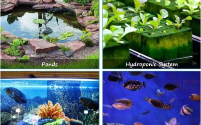 POPETPOP Fish Tank Bubble Tray Review