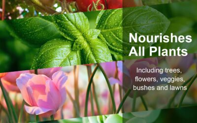 QYO Base A & B Nutrients Review