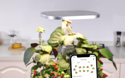 WiFi Hydroponic Planting System Review