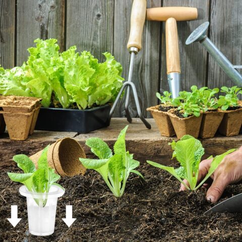 A Thoughtful Guide to Garden Gifts and Supplies | .Shopping