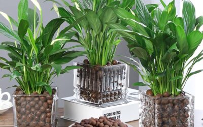 Malifea 2LBS Leca Clay Pebbles Review