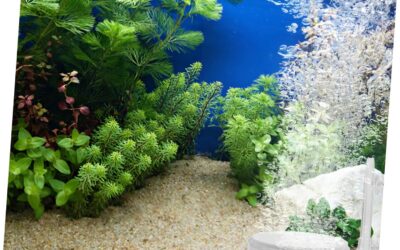 MARMERDO Air Refiner Fish Tank Air Pump Review