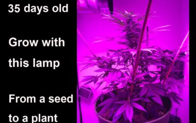 Osunby LED Grow Light Review
