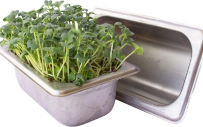 Trellis + Co. Hydroponic Microgreens Growing Kit Review
