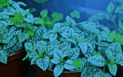 Ultra Grow Blue Spectrum 150W Replacement Grow Light Bulbs Review