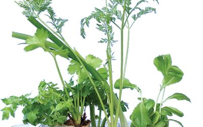 Indoor Gardening System Review