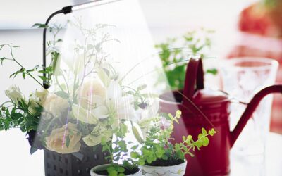 Juhefa Grow Light Review