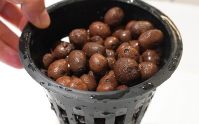 Leca Expanded Clay Pebbles 5LBS Grow Media Review