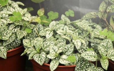 Absolute Daylight Plus Full Spectrum 150W Replacement Grow Light Bulbs Review