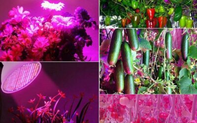 Grow Light Bulb Full Spectrum Review