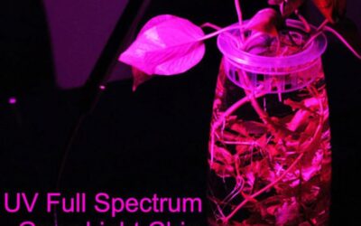 MaoTopCom LED Grow Light Review
