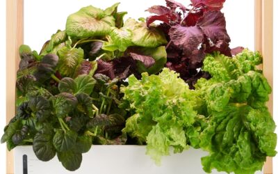 Rise Gardens Personal Rise Garden Hydroponic Indoor Garden Kit with LED Grow Light Review