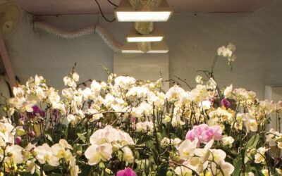 Sun System AC/DE 8″ Air-Cooled Reflector Review