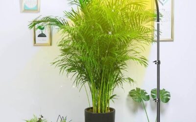 FECiDA Desk Grow Lights Review