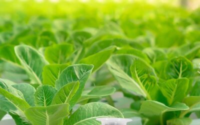 50 Grow Sponges for Hydroponics Review